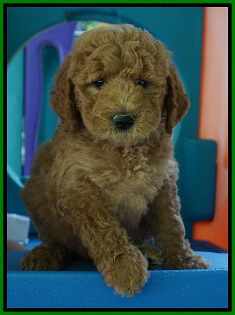 Noelle Dempsey pups 7 wks old 301