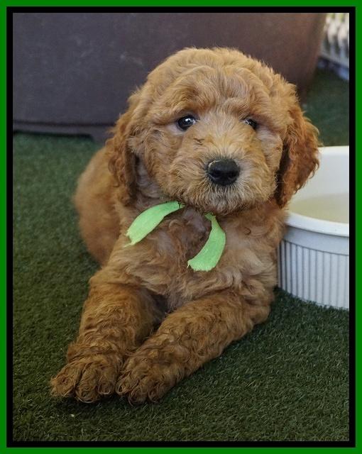 Noelle Dempsey pups 7 wks old 311