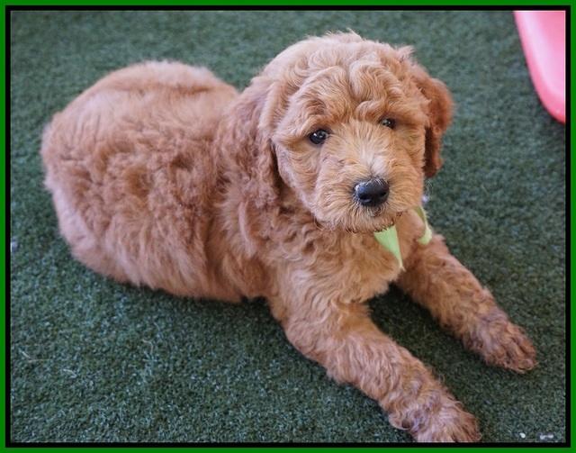 Noelle Dempsey pups 7 wks old 331