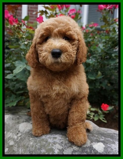 Noelle Dempsey pups 8 wks old 20!