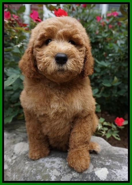 Noelle Dempsey pups 8 wks old 21!