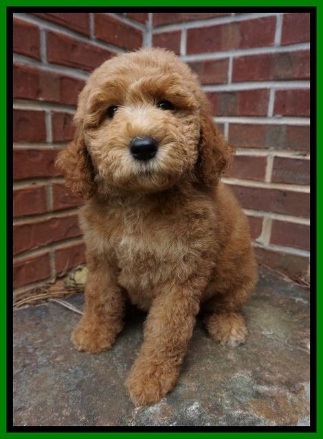 Noelle Dempsey pups 8 wks old 22!