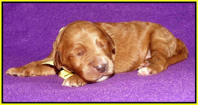 Noelle Dempsey 1 wk old 261