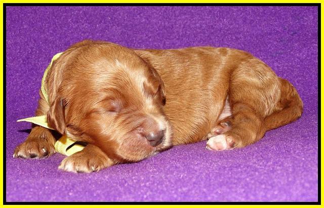 Noelle Dempsey 1 wk old 271