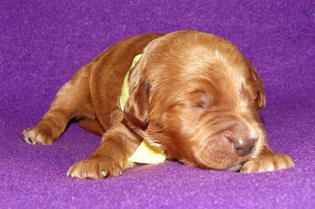 Noelle Dempsey 1 wk old 281