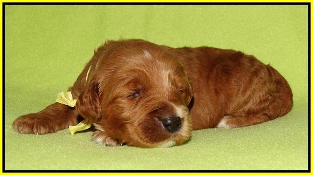 Noelle Dempsey pups 2 wks old 241
