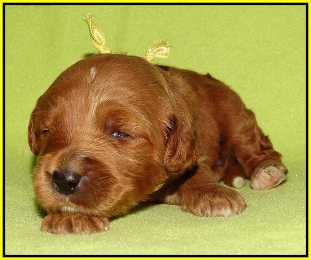 Noelle Dempsey pups 2 wks old 251