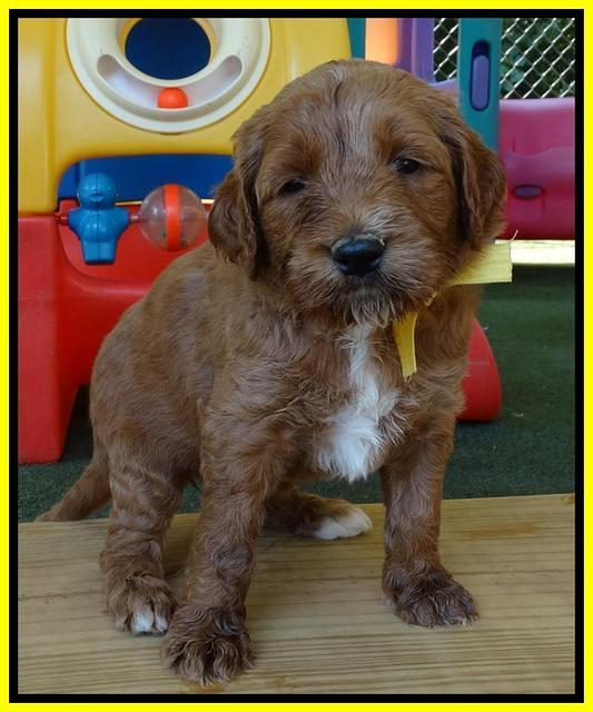 Noelle Dempsey pups 4 wks old 241