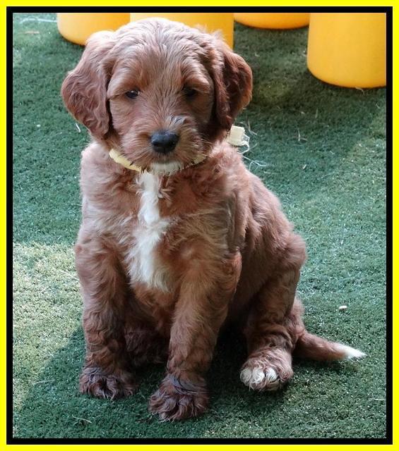 Noelle Dempsey pups 5 wks old 311