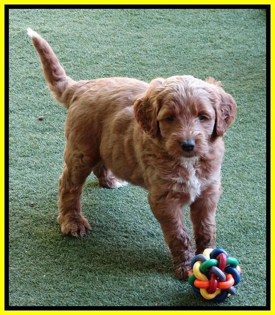 Noelle Dempsey pups 5 wks old 321