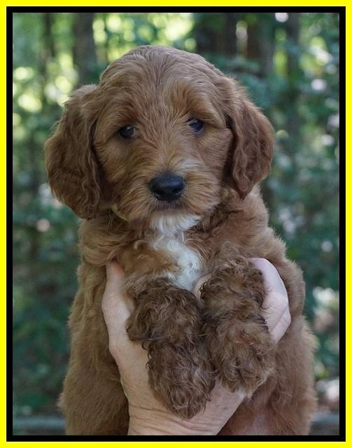 Noelle Dempsey pups 6 wks old 151