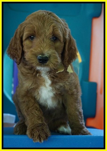 Noelle Dempsey pups 7 wks old 341