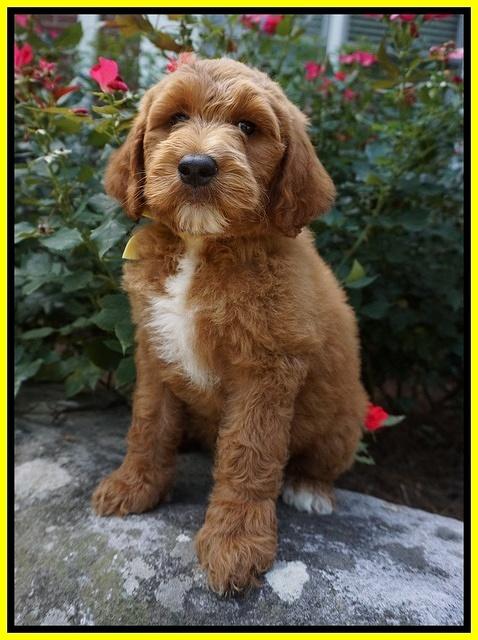 Noelle Dempsey pups 8 wks old 19!