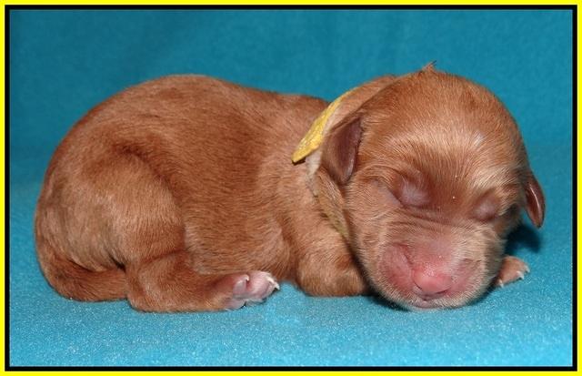 Noelle Dempsey pups newborn 151