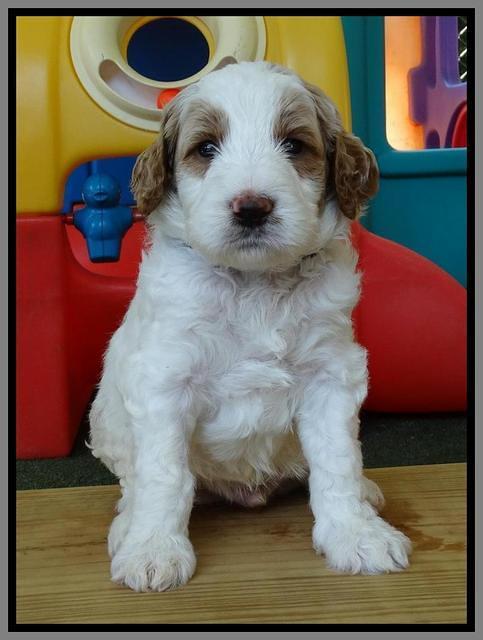 Noelle Dempsey pups 4 wks old 261