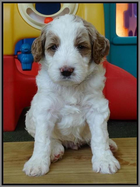 Noelle Dempsey pups 4 wks old 271