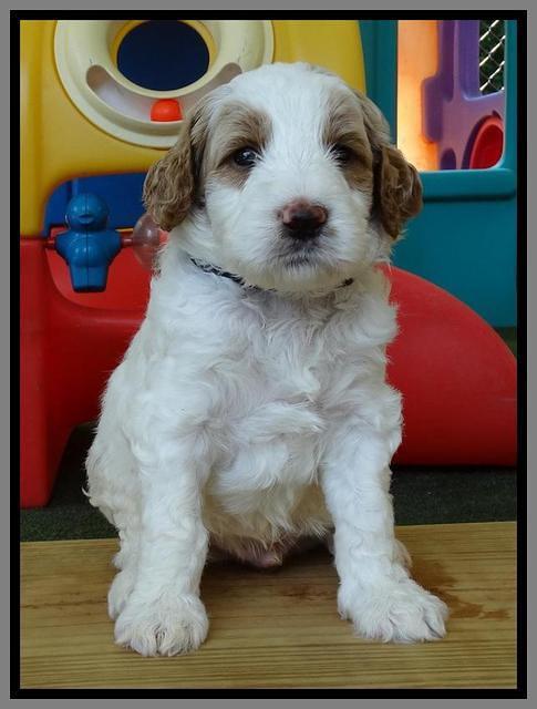 Noelle Dempsey pups 4 wks old 281