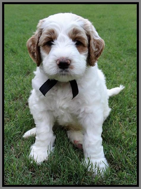 Noelle Dempsey pups 5 wks old 391