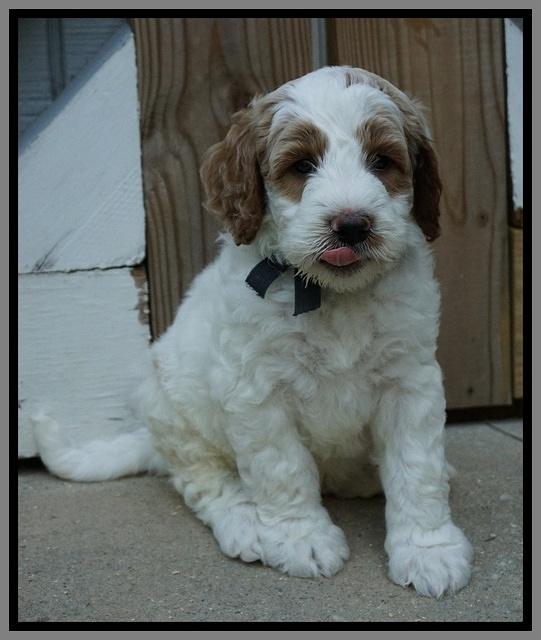 Noelle Dempsey pups 6 wks old 181