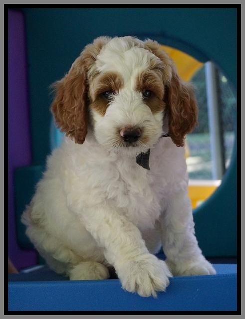 Noelle Dempsey pups 7 wks old 381