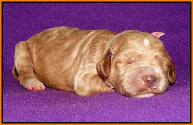 Noelle Dempsey 1 wk old 311
