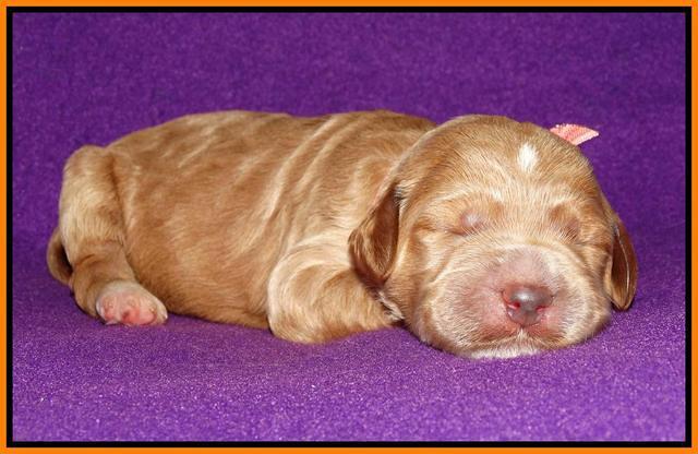 Noelle Dempsey 1 wk old 321