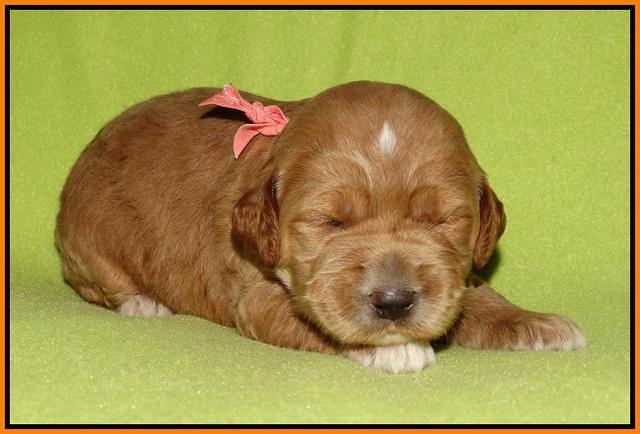 Noelle Dempsey pups 2 wks old 311