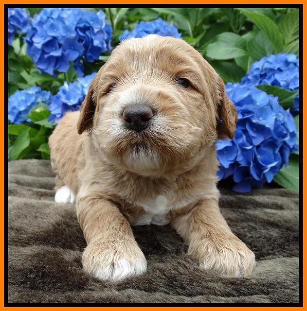 Noelle Dempsey pups 3 wks old 291