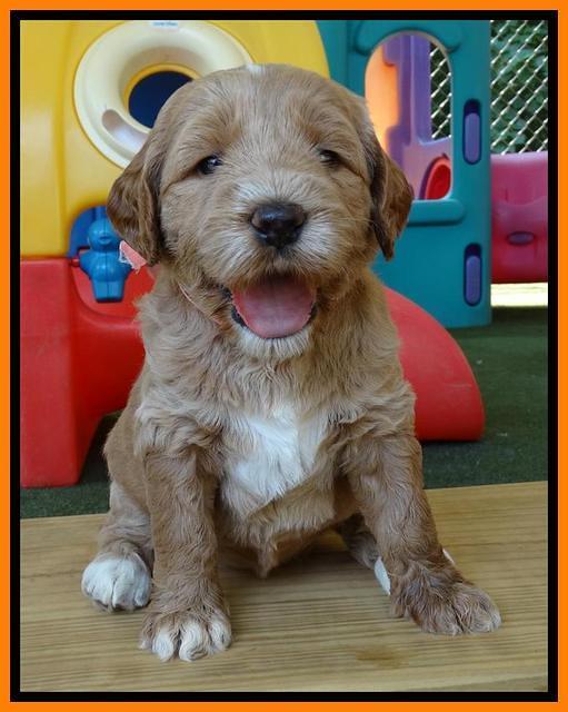 Noelle Dempsey pups 4 wks old 291