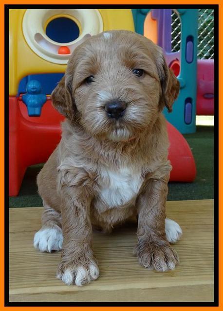 Noelle Dempsey pups 4 wks old 301