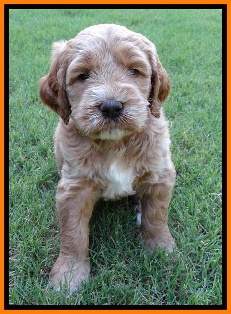 Noelle Dempsey pups 5 wks old 341