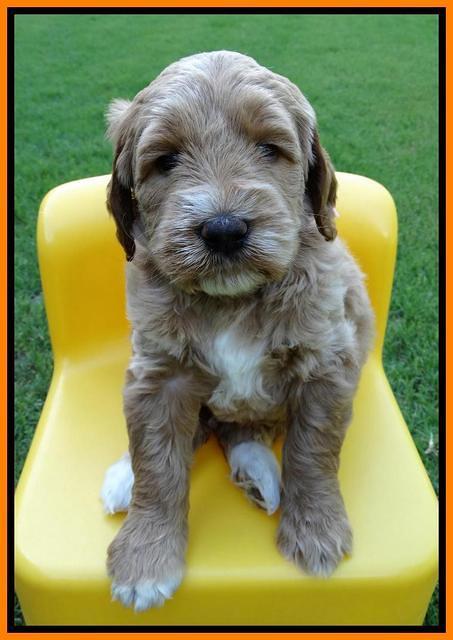 Noelle Dempsey pups 5 wks old 351