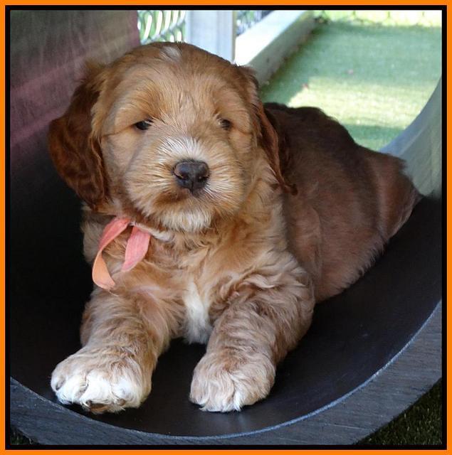 Noelle Dempsey pups 5 wks old 361