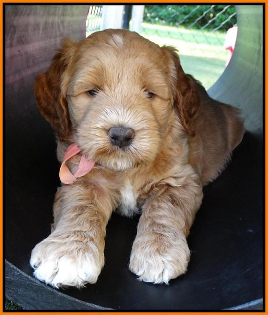 Noelle Dempsey pups 5 wks old 371