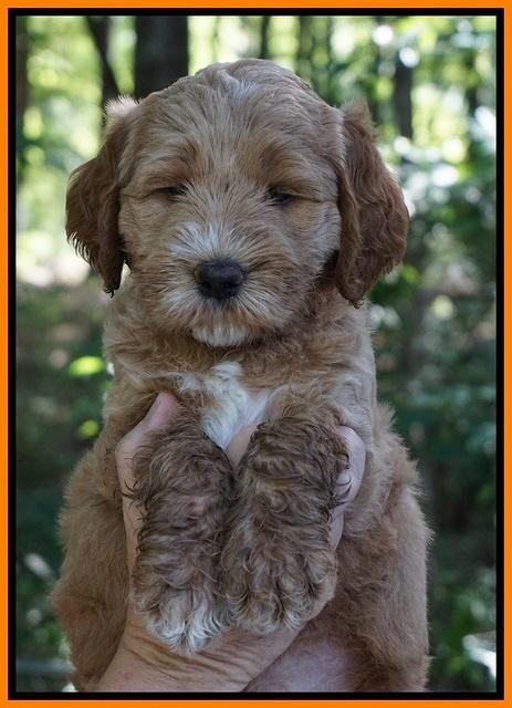 Noelle Dempsey pups 6 wks old 171