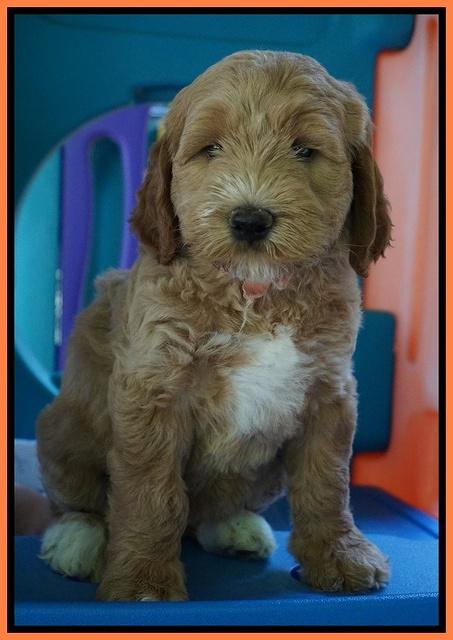 Noelle Dempsey pups 7 wks old 421