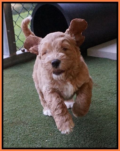 Noelle Dempsey pups 7 wks old 451