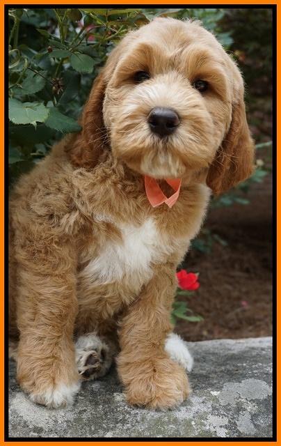 Noelle Dempsey pups 8 wks old 37!