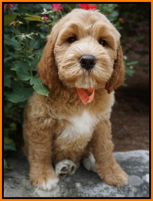 Noelle Dempsey pups 8 wks old 38!