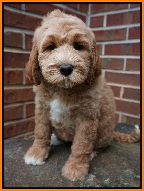 Noelle Dempsey pups 8 wks old 39!