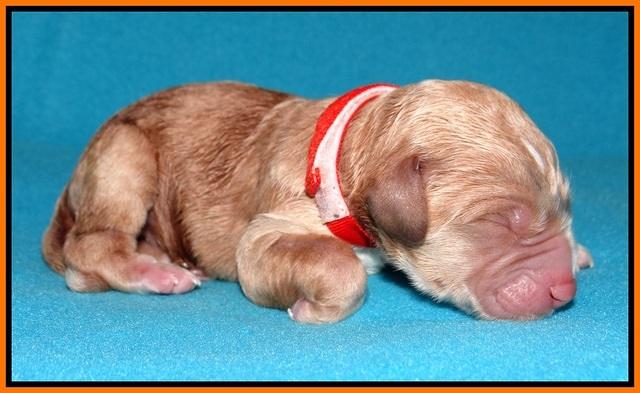 Noelle Dempsey pups newborn 181