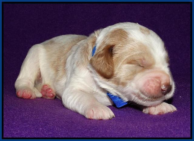 Noelle Dempsey 1 wk old 341