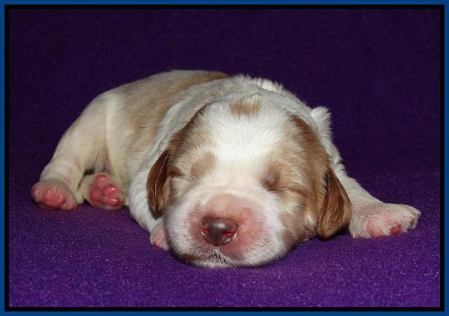 Noelle Dempsey 1 wk old 361