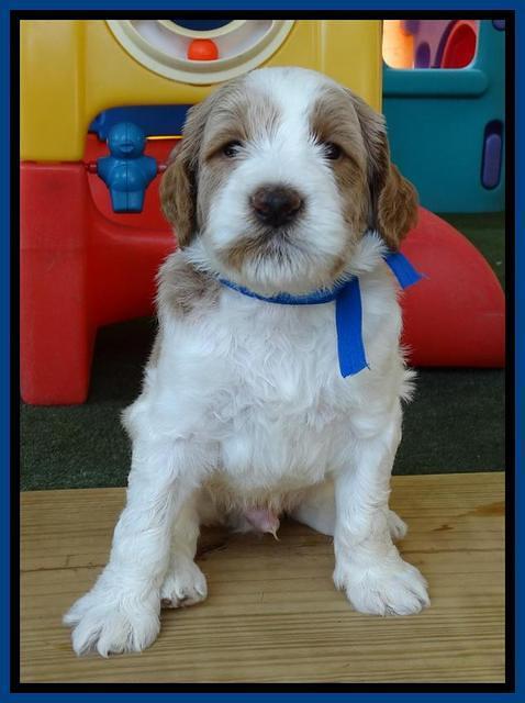 Noelle Dempsey pups 4 wks old 311