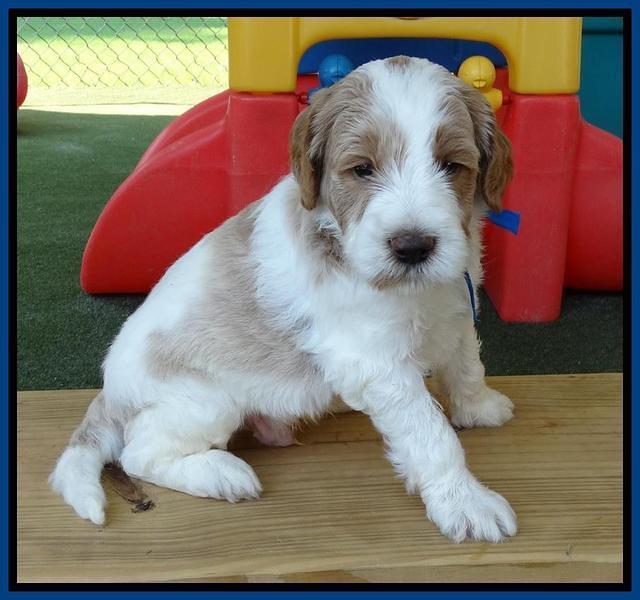 Noelle Dempsey pups 4 wks old 321