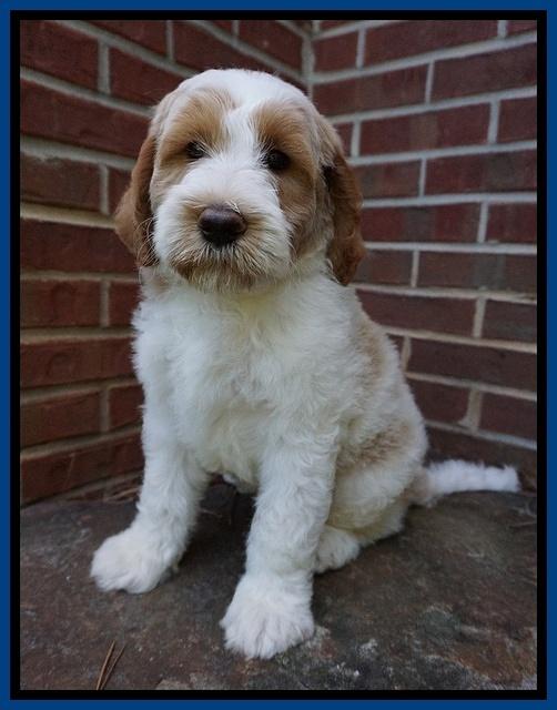 Noelle Dempsey pups 8 wks old 8!