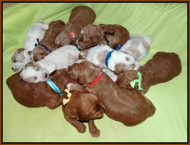 Noelle Dempsey pups 2 wks old 361