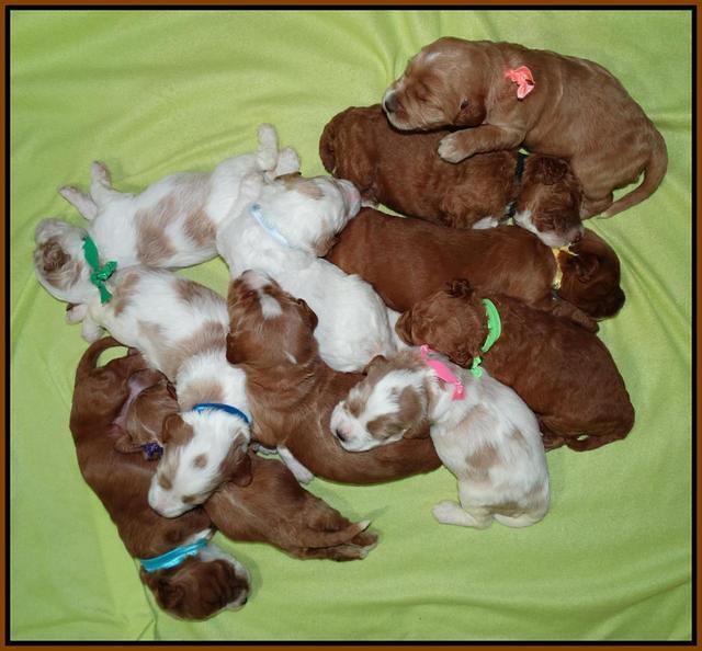 Noelle Dempsey pups 2 wks old 371