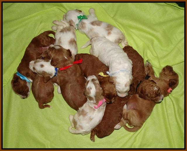 Noelle Dempsey pups 2 wks old 381