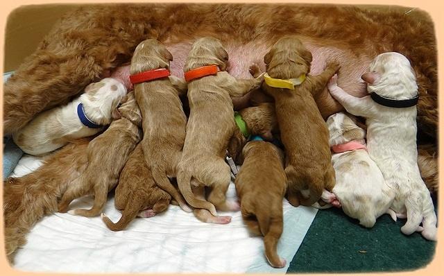 Noelle Dempsey pups newborn 221